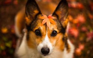 Autumn dog, red leaves, fuzzy background wallpaper thumb