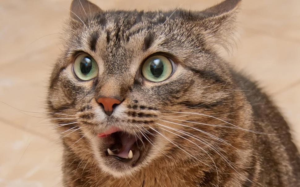 Cat surprised expression close-up wallpaper,Cat HD wallpaper,Surprised HD wallpaper,Expression HD wallpaper,1920x1200 wallpaper
