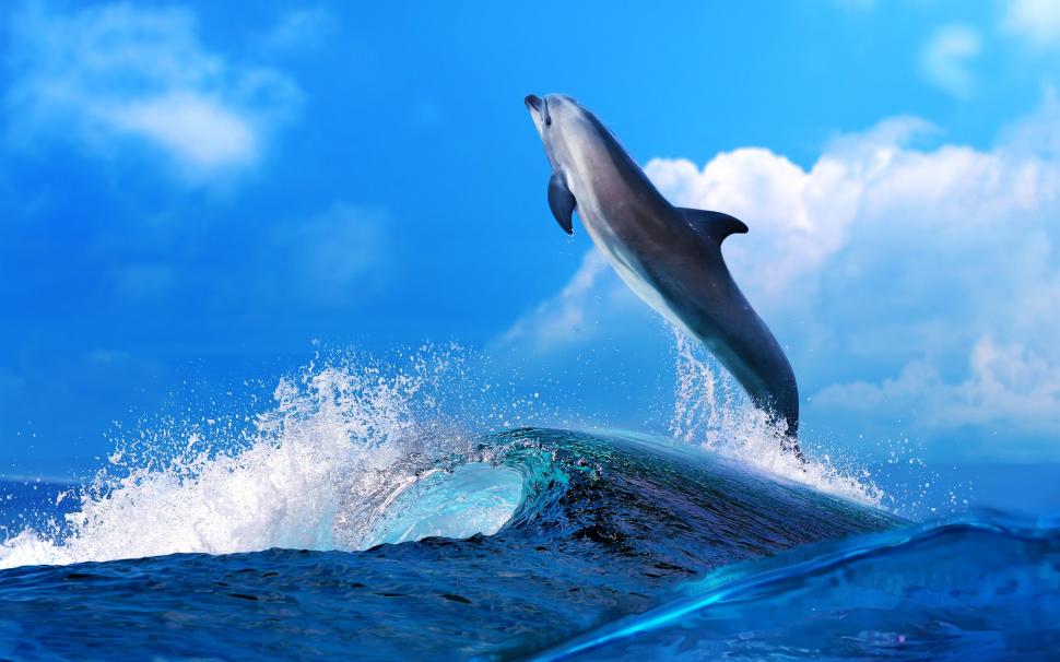 Dolphin beautiful dance, sea waves splash wallpaper,Dolphin HD wallpaper,Beautiful HD wallpaper,Dance HD wallpaper,Sea HD wallpaper,Waves HD wallpaper,Splash HD wallpaper,2560x1600 wallpaper