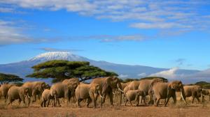 Gorgeous Herd Of Elephants wallpaper thumb