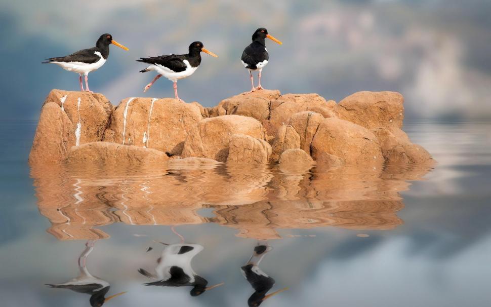 Birds Reflected In The Water wallpaper,water HD wallpaper,reflection HD wallpaper,birds HD wallpaper,animals HD wallpaper,rocks HD wallpaper,clouds HD wallpaper,1920x1200 wallpaper