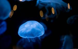Blue jellyfish wallpaper thumb