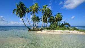 Island, Palm trees wallpaper thumb