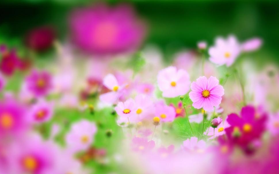 Pink flowers, focus, blur wallpaper,Pink HD wallpaper,Flowers HD wallpaper,Focus HD wallpaper,Blur HD wallpaper,1920x1200 wallpaper