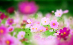 Pink flowers, focus, blur wallpaper thumb