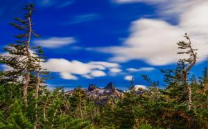 Beautiful Sky Over Gnarly Forest Hdr wallpaper thumb