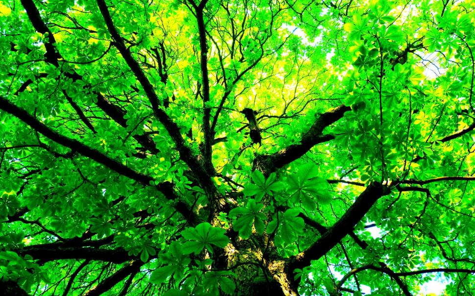 Green tree wallpaper,2560x1600 HD wallpaper,nature HD wallpaper,Leaf .Tree HD wallpaper,hd nature wallpapers HD wallpaper,2880x1800 wallpaper