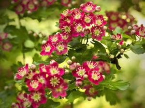Hawthorn flowering, red flowers, spring wallpaper thumb