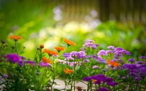 Macro photography of flowers in the garden wallpaper thumb