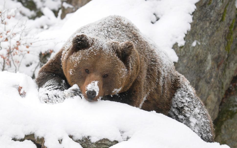 Grizzly Bear Bear Snow HD wallpaper,animals HD wallpaper,snow HD wallpaper,bear HD wallpaper,grizzly HD wallpaper,2560x1600 wallpaper