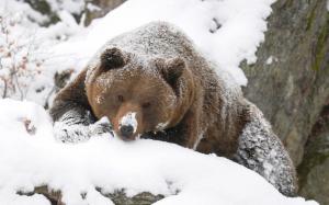 Grizzly Bear Bear Snow HD wallpaper thumb
