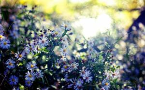 Wildflowers, summer, sunshine, glare, blur wallpaper thumb