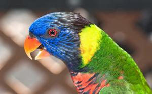 Parrot close-up, blurred background wallpaper thumb