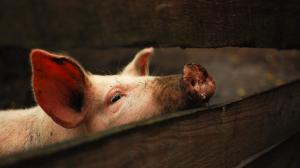 Animals, Pigs wallpaper thumb