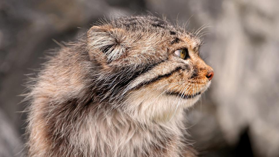 Pallas's cat, side view, face, whiskers wallpaper,Pallas HD wallpaper,Cat HD wallpaper,Side HD wallpaper,View HD wallpaper,Face HD wallpaper,Whiskers HD wallpaper,2560x1440 wallpaper
