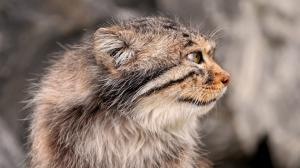 Pallas's cat, side view, face, whiskers wallpaper thumb