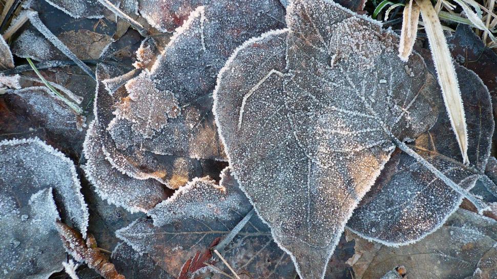 Winter Frosted Leaves wallpaper,frost HD wallpaper,fall HD wallpaper,leaves HD wallpaper,winter HD wallpaper,widescreen HD wallpaper,washington HD wallpaper,cold HD wallpaper,autumn HD wallpaper,3d & abstract HD wallpaper,1920x1080 wallpaper
