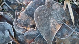 Winter Frosted Leaves wallpaper thumb