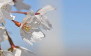 Flower Macro Cherry Blossom HD wallpaper thumb