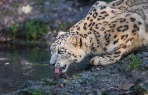 leopard, snow leopard, wild cat, predator wallpaper thumb