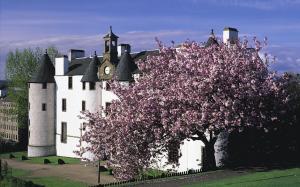 Beautiful Scottish Castle & Flowering Tree wallpaper thumb