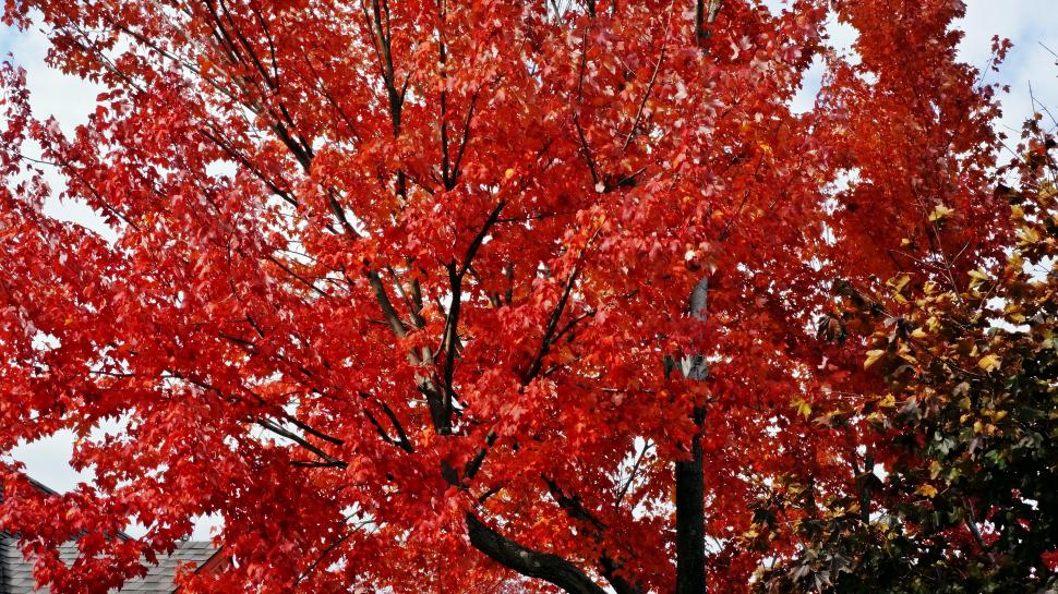 Rosy Red Autumn wallpaper,rosy-red HD wallpaper,red-autumn HD wallpaper,rosy-red-autumn HD wallpaper,red-tree HD wallpaper,rosy-red-fall HD wallpaper,red-fall HD wallpaper,4912x2760 wallpaper