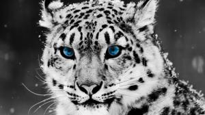 White Leopard With Blue Eyes Free Background Desktop Images wallpaper thumb