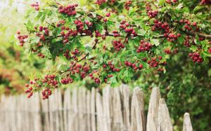 Berries, bayas, green and red wallpaper thumb