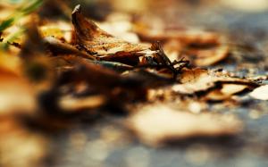 Autumn Leaves Macro Blur HD wallpaper thumb