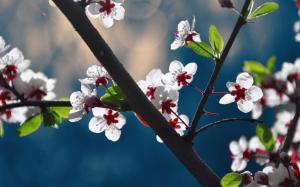Beautiful Red White Blossoms wallpaper thumb