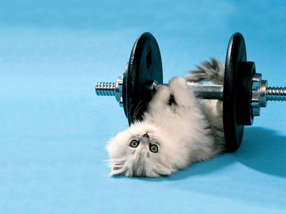 Funny kitten lifting weights wallpaper,funny HD wallpaper,kitten HD wallpaper,lifting weights HD wallpaper,2560x1920 wallpaper