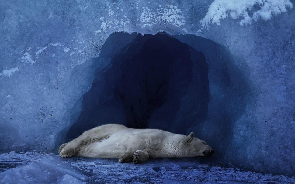 Polar bear sleeping wallpaper,animals HD wallpaper,1920x1200 HD wallpaper,polar bear HD wallpaper,1920x1200 wallpaper