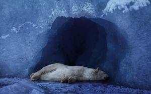 Polar bear sleeping wallpaper thumb