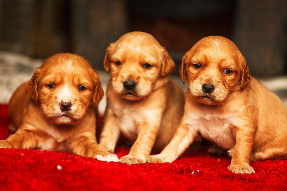 Puppies Golden Retriever wallpaper,cute HD wallpaper,puppies HD wallpaper,golden retriever HD wallpaper,2048x1365 wallpaper