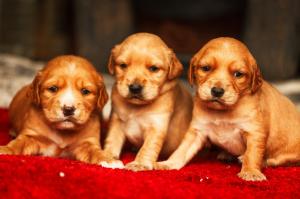 Puppies Golden Retriever wallpaper thumb