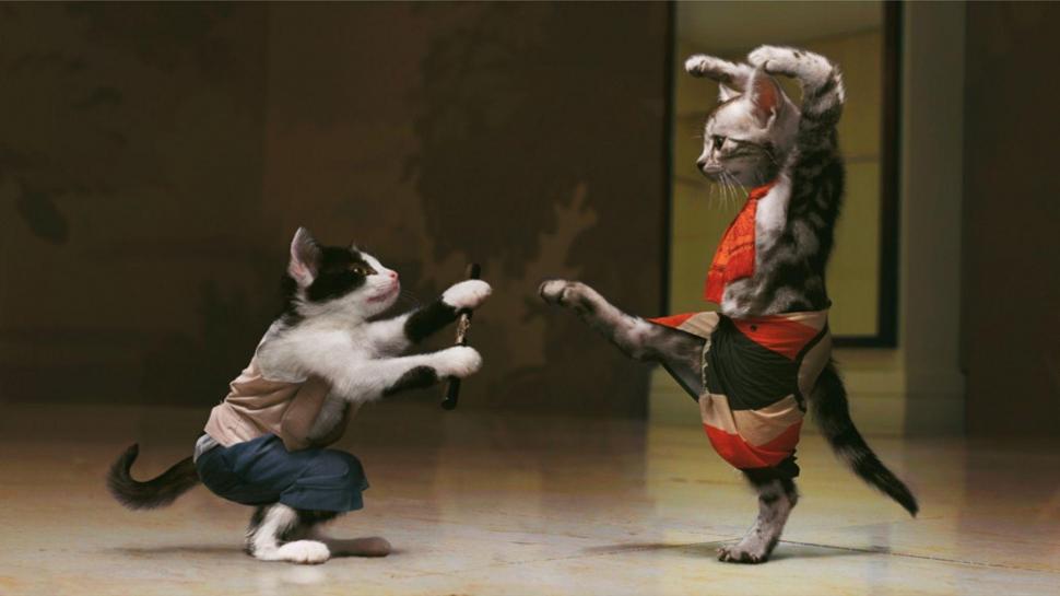 Kung Fu Kitties wallpaper,humor HD wallpaper,cats HD wallpaper,kitty HD wallpaper,animals HD wallpaper,funny HD wallpaper,1920x1080 wallpaper