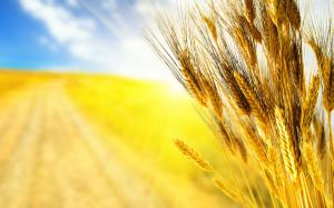 Golden wheat close-up wallpaper thumb