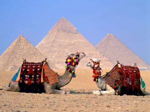 Egypt Cairo Camels HD wallpaper thumb