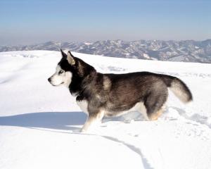 Husky, Animals, Dogs, Cute, Snow, Playing, Photography wallpaper thumb