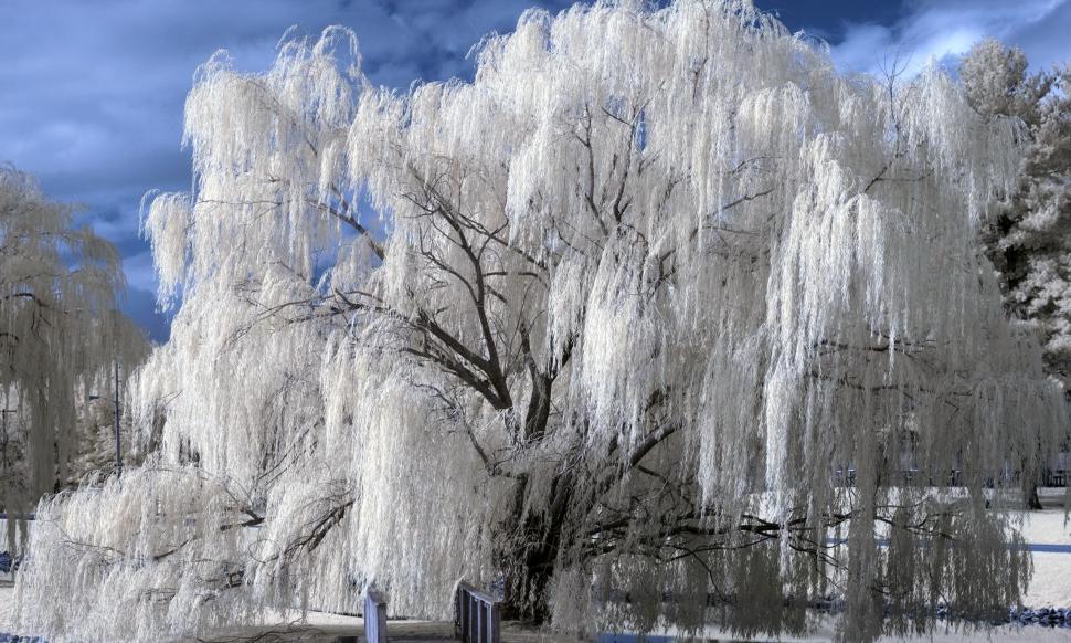 Weeping Winter wallpaper,photography HD wallpaper,snow HD wallpaper,nature HD wallpaper,tree HD wallpaper,winter HD wallpaper,white HD wallpaper,beauty HD wallpaper,3d & abstract HD wallpaper,2560x1537 wallpaper