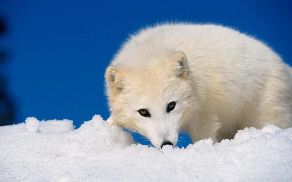 Sniffing Around In The Snow wallpaper,arctic fox HD wallpaper,snow HD wallpaper,cute HD wallpaper,white HD wallpaper,camoflouge HD wallpaper,animals HD wallpaper,1920x1200 wallpaper