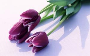 Purple tulips wallpaper thumb