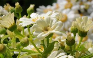 White flowers, petals, close-up wallpaper thumb