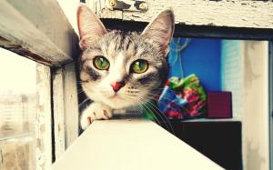 Cat face close-up, green eyes, window sill wallpaper thumb