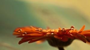 Water Drops Macro Flower HD wallpaper thumb