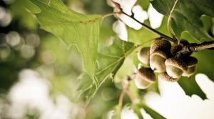 Acorn Nuts Macro Leaves HD wallpaper thumb