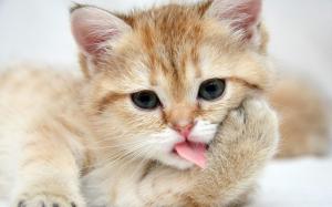 Cat Kitten Tongue HD wallpaper thumb