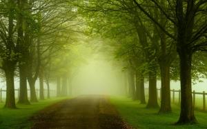Green Landscape , nature, forest, trees, leaves, highways, roads wallpaper thumb