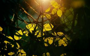 Leaves, sun rays, mesh, fence wallpaper thumb