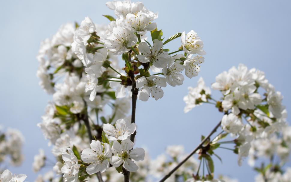 Blossoming sour cherry branches wallpaper,flowers HD wallpaper,2880x1800 HD wallpaper,blossom HD wallpaper,branch HD wallpaper,spring HD wallpaper,sour cherry HD wallpaper,2880x1800 wallpaper